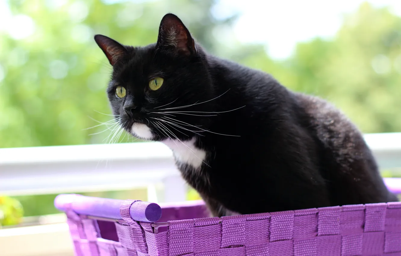 Photo wallpaper cat, cat, black