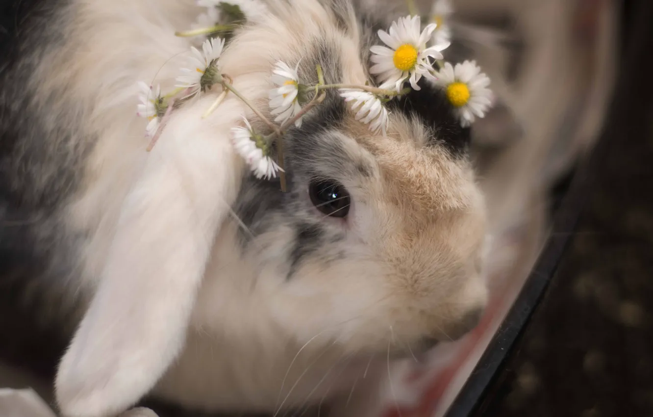 Photo wallpaper flowers, chamomile, rabbit, wreath