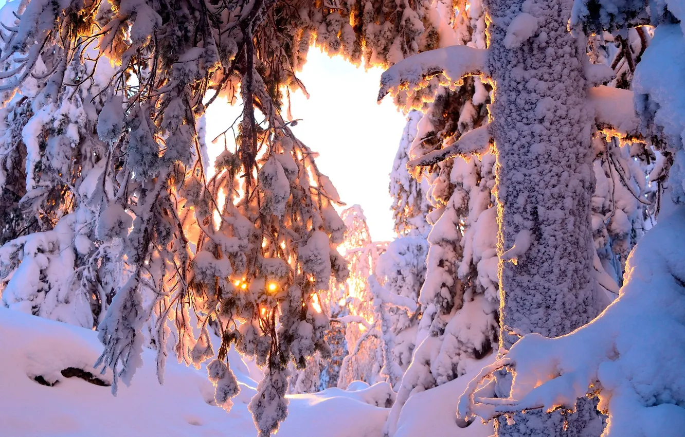 Photo wallpaper winter, forest, the sun, snow, trees, the snow