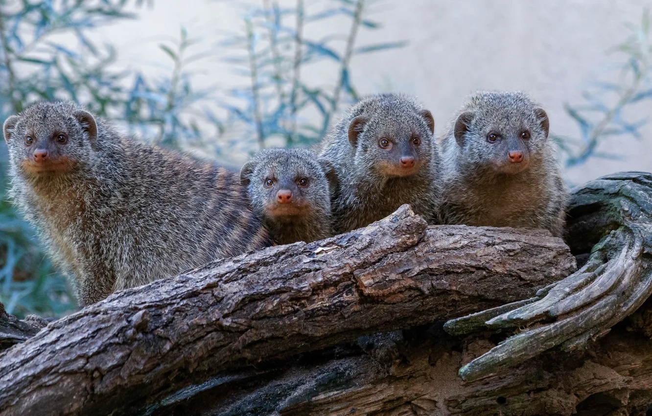 Photo wallpaper look, muzzle, snag, log, company, Quartet, four, mongoose