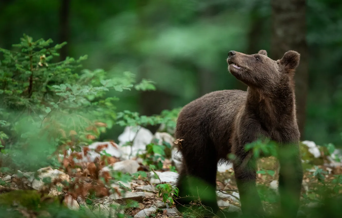 Photo wallpaper forest, look, leaves, branches, pose, stones, bear, bear