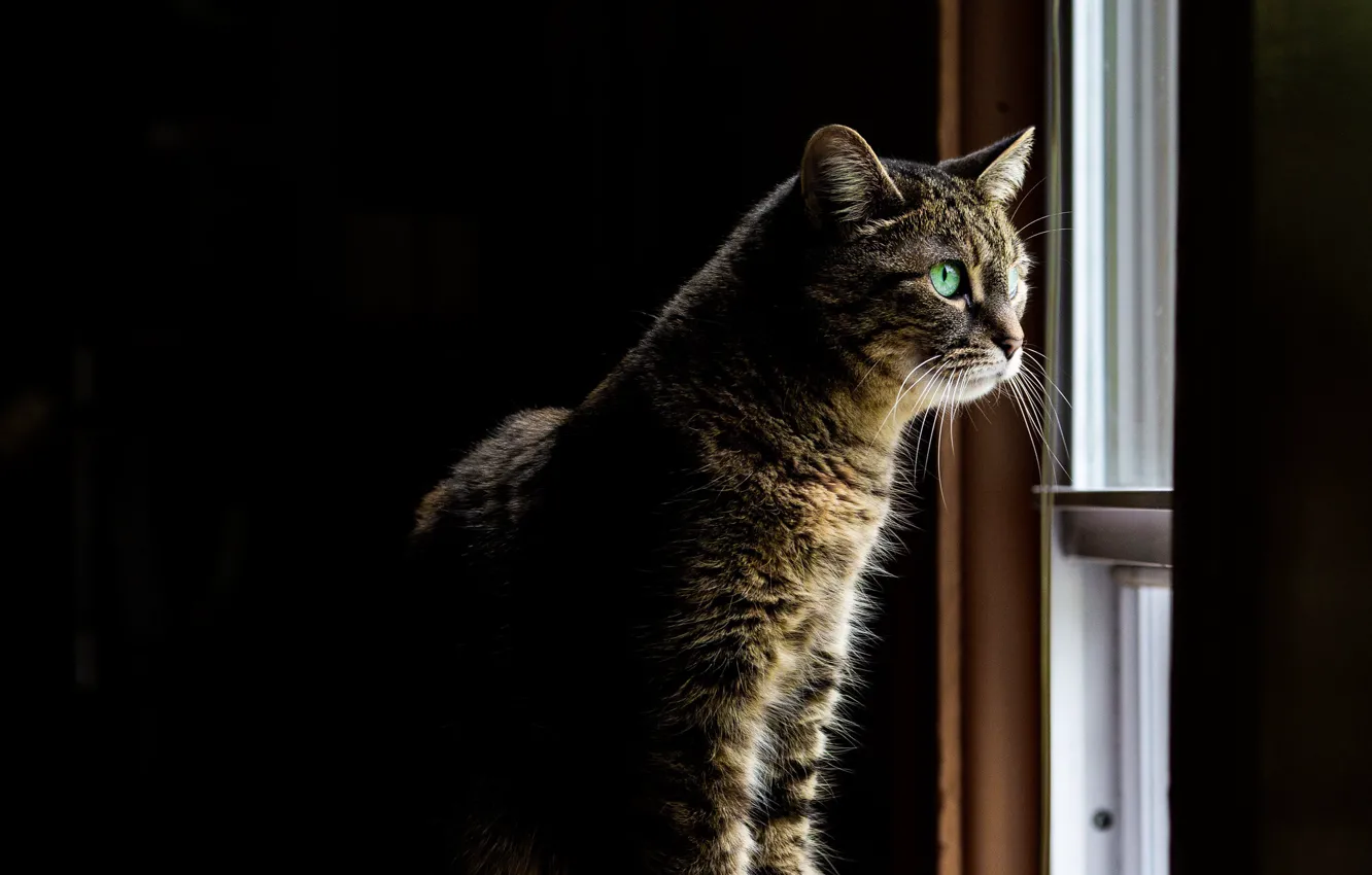 Photo wallpaper cat, window, looks