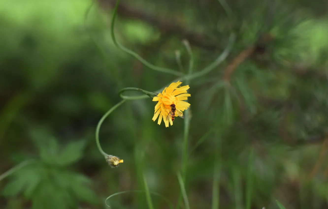 Photo wallpaper flowers, nature, insect