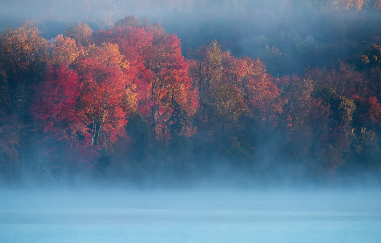 Photo wallpaper trees, nature, fog, river, morning