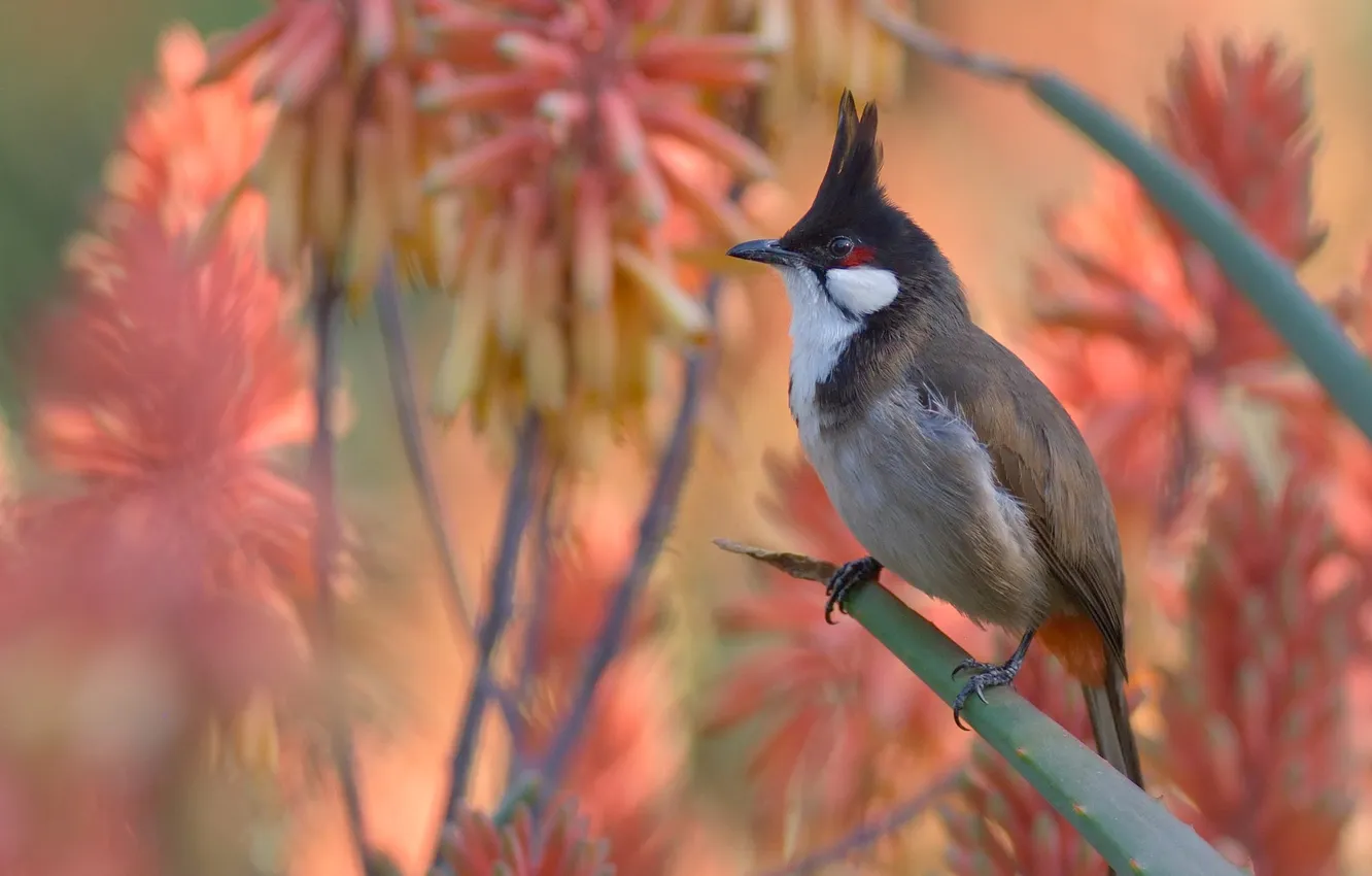 Photo wallpaper branches, bird, plant, pink background, bokeh, Bulbul, red-eared bulbul
