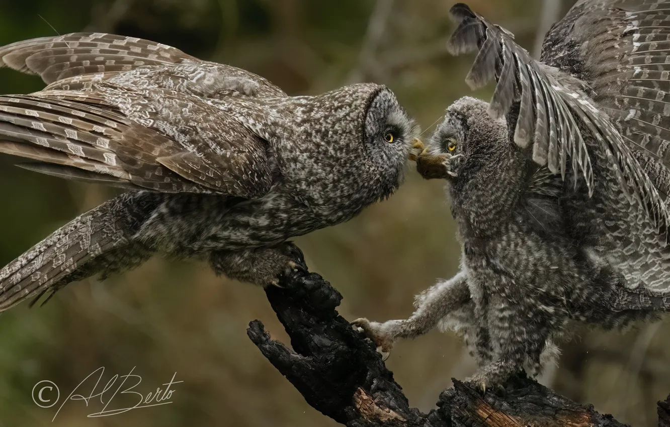 Photo wallpaper owl, bird