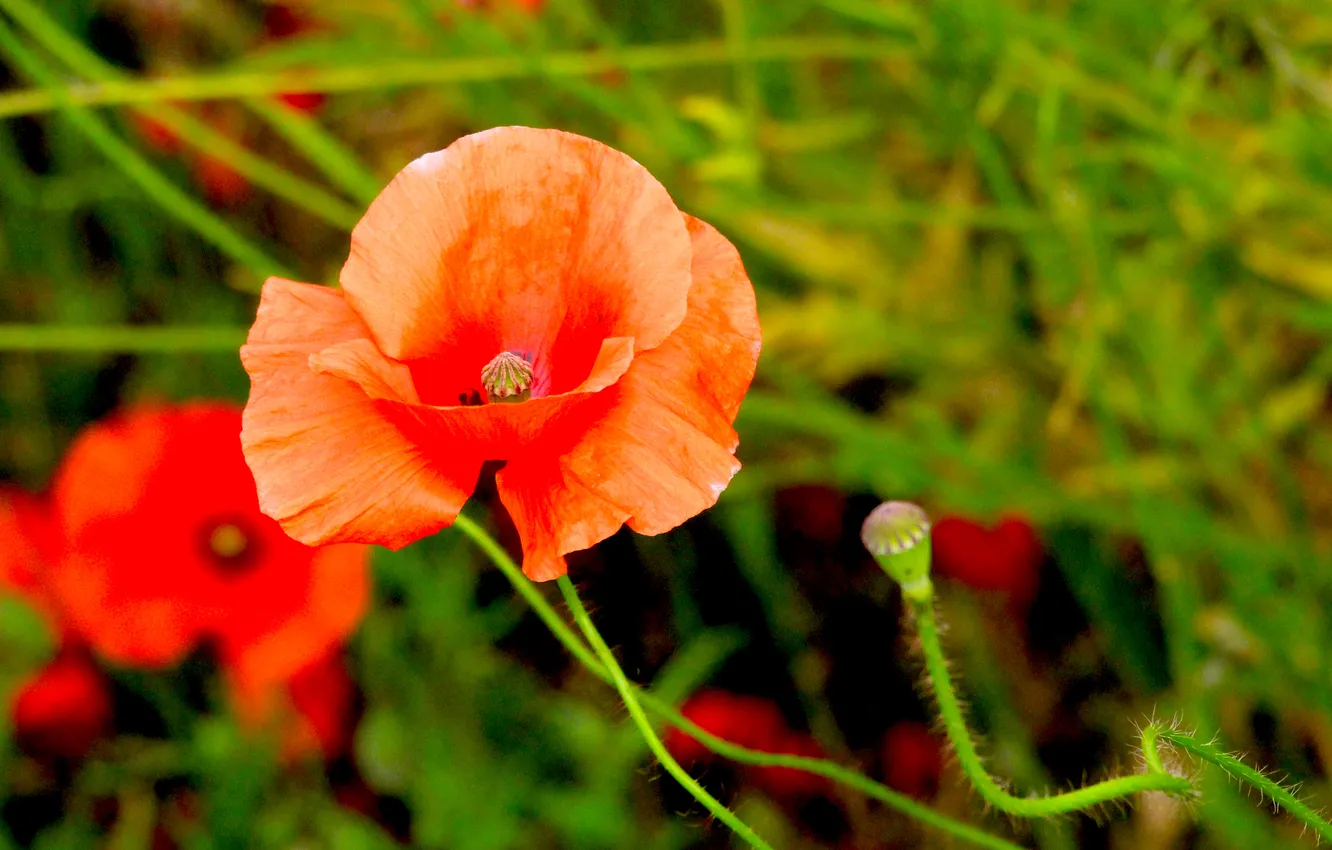 Photo wallpaper red, flower, poppy