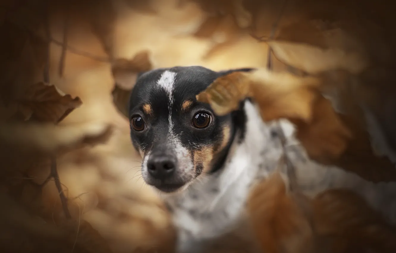 Photo wallpaper autumn, each, dog
