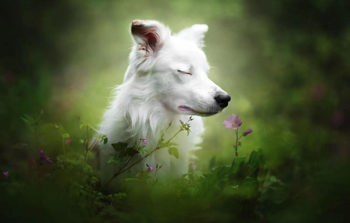 Photo wallpaper white, face, leaves, flowers, nature, portrait, dog, green background