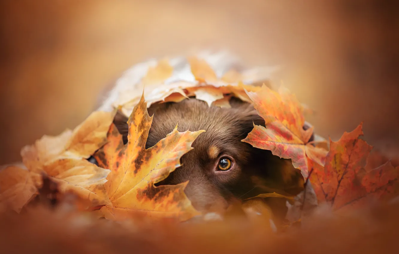 Photo wallpaper autumn, look, nature, foliage, dog, lies, face, bokeh