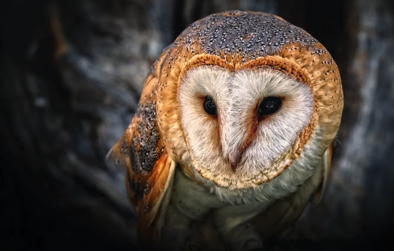 Photo wallpaper eyes, owl, beak