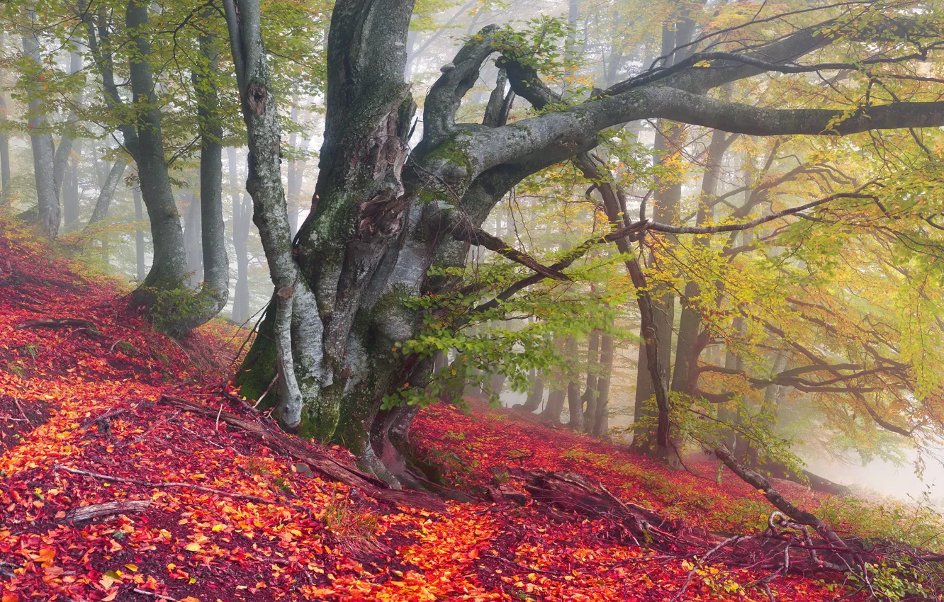 Photo wallpaper Nature, Tree, Autumn, Leaves, Trunk, Ukraine, Transcarpathia