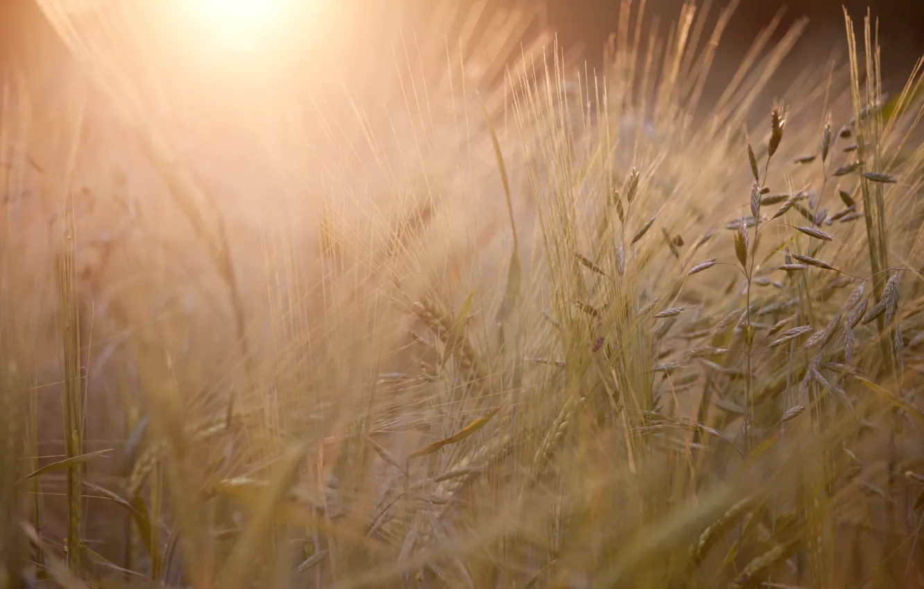 Photo wallpaper field, the sun, macro, light, sunset, England, the evening, spikelets