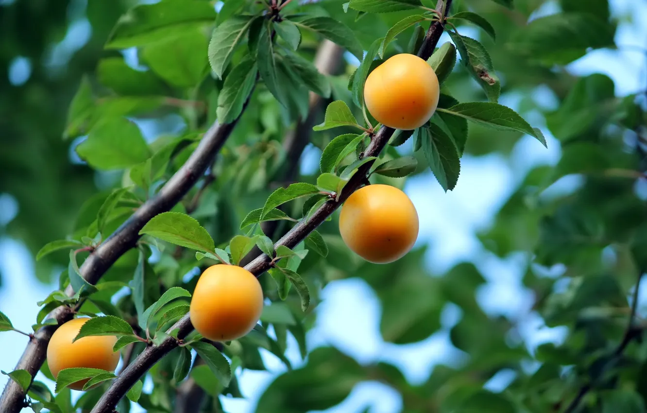 Photo wallpaper leaves, branches, apricots