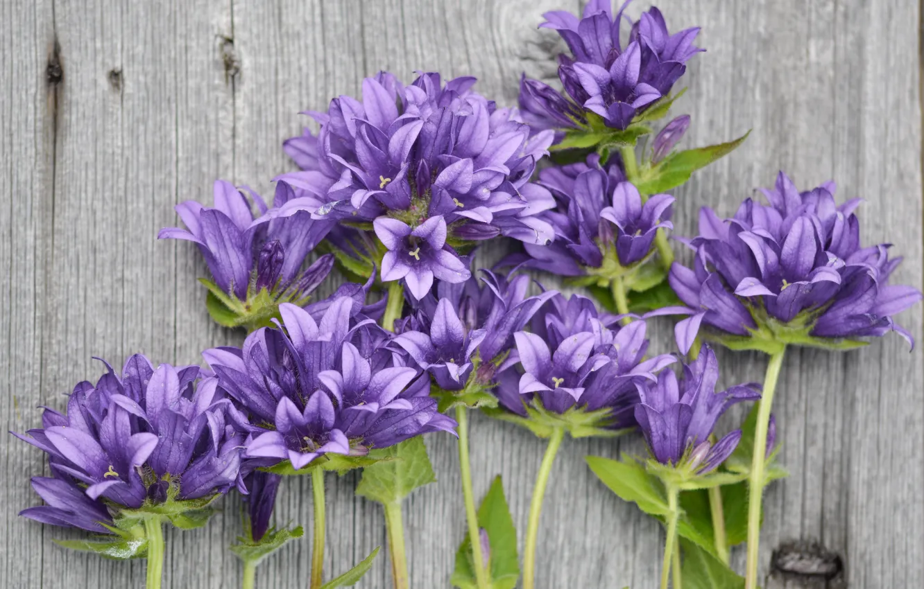 Photo wallpaper flowers, bouquet, Purple, wood