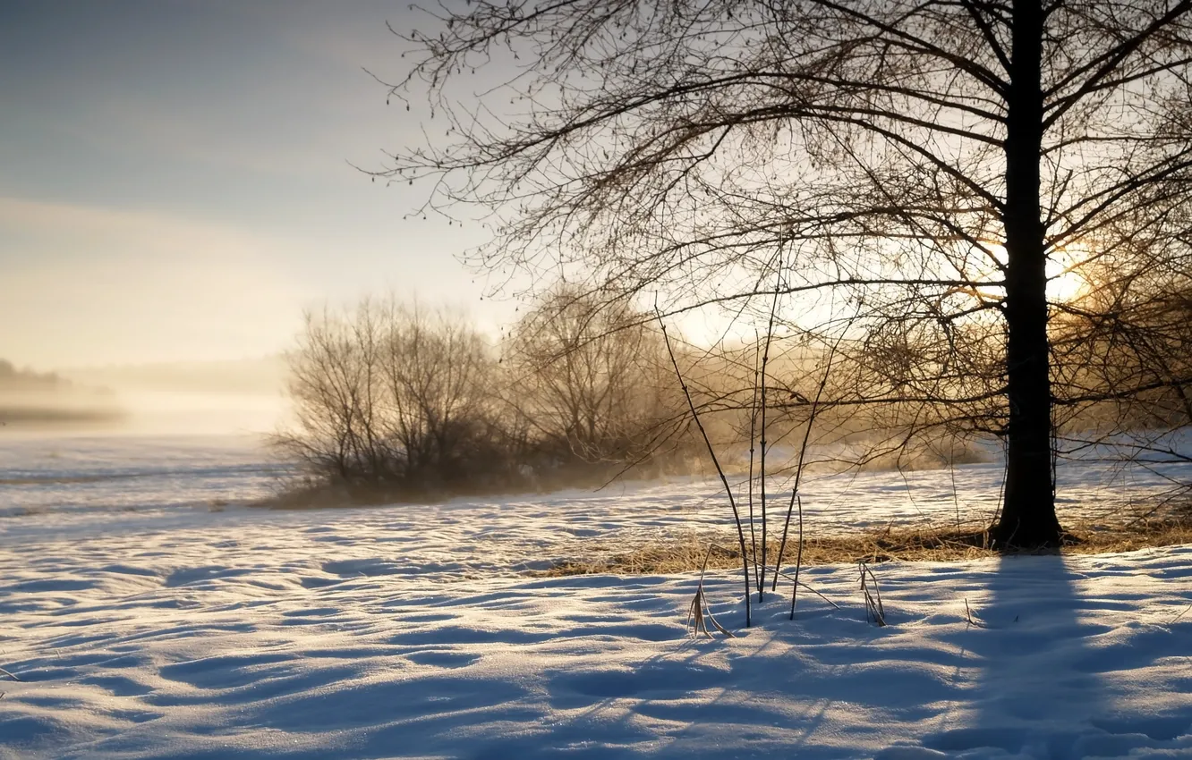 Photo wallpaper winter, the sky, grass, the sun, snow, trees, sunrise, shadow