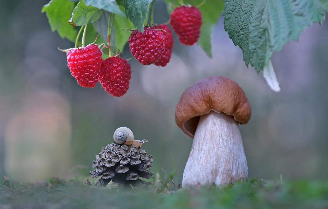 Photo wallpaper macro, berries, raspberry, mushroom, snail, bump, Borovik, Alexander Gvozd