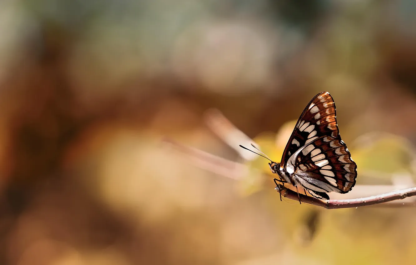 Photo wallpaper macro, butterfly, insect, color