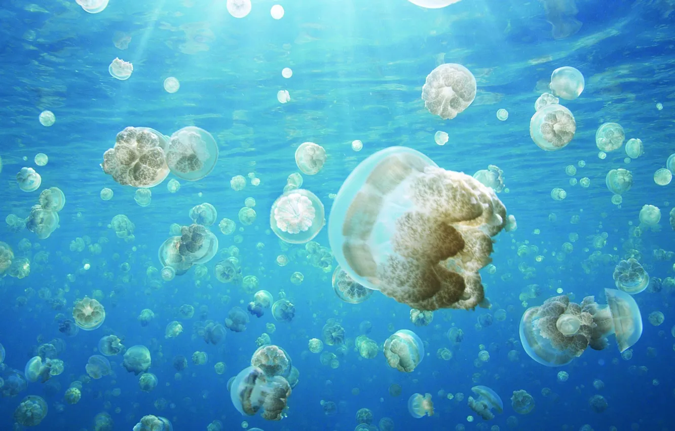 Photo wallpaper light, the ocean, jellyfish