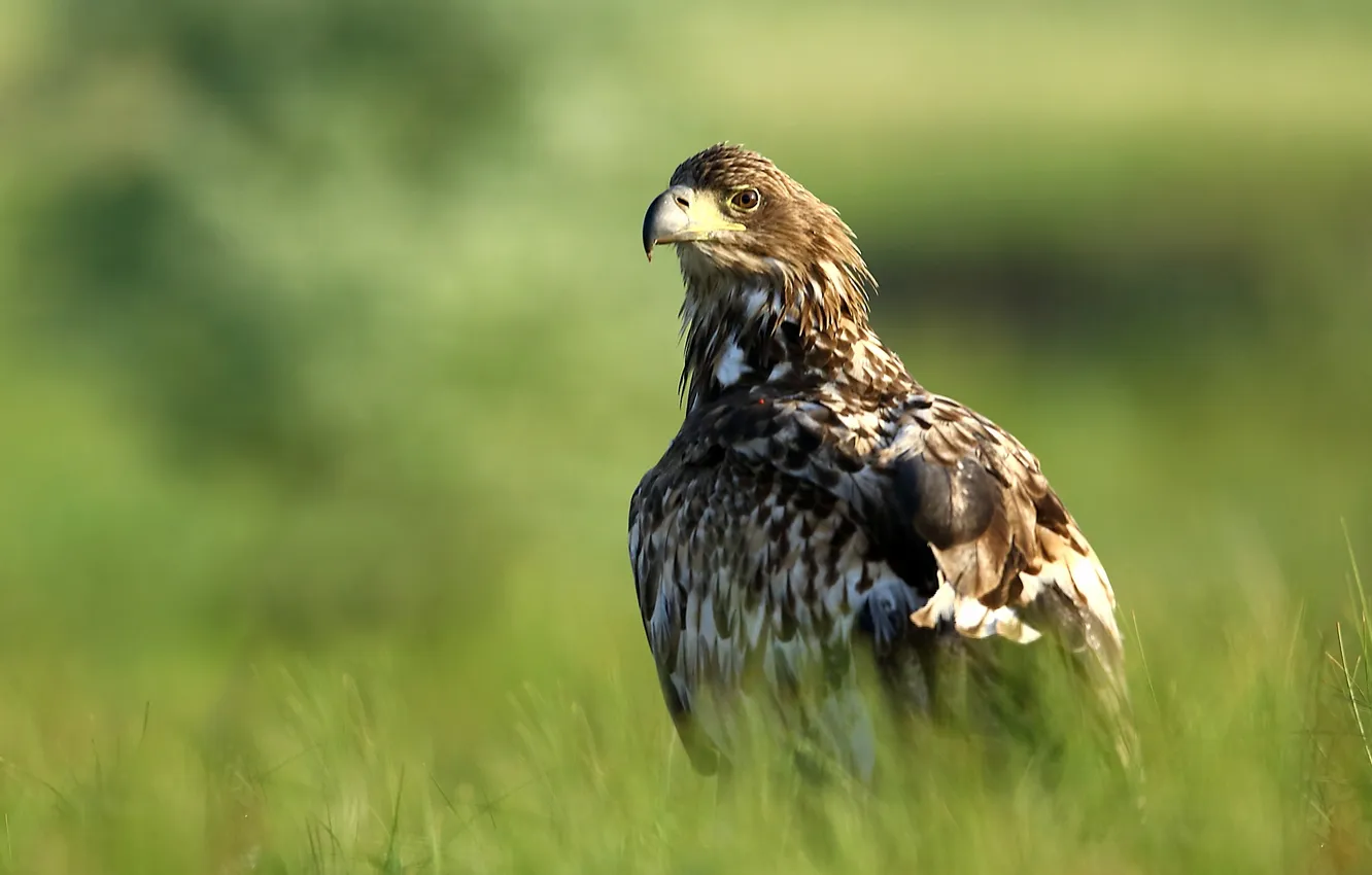 Photo wallpaper bird, predator, hawk, White-tailed eagle