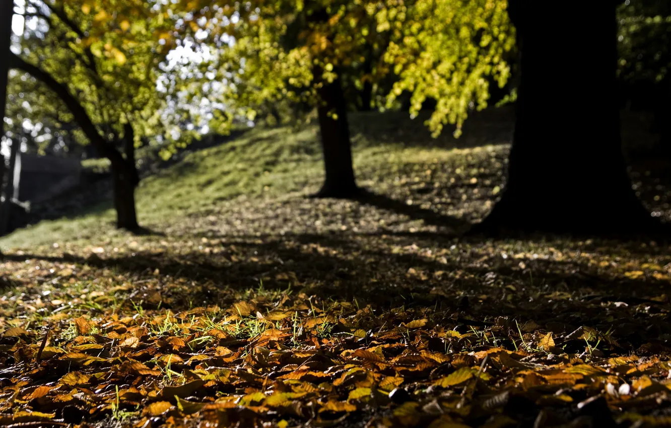 Photo wallpaper autumn, leaves, trees, nature, photos, falling leaves, autumn Wallpaper