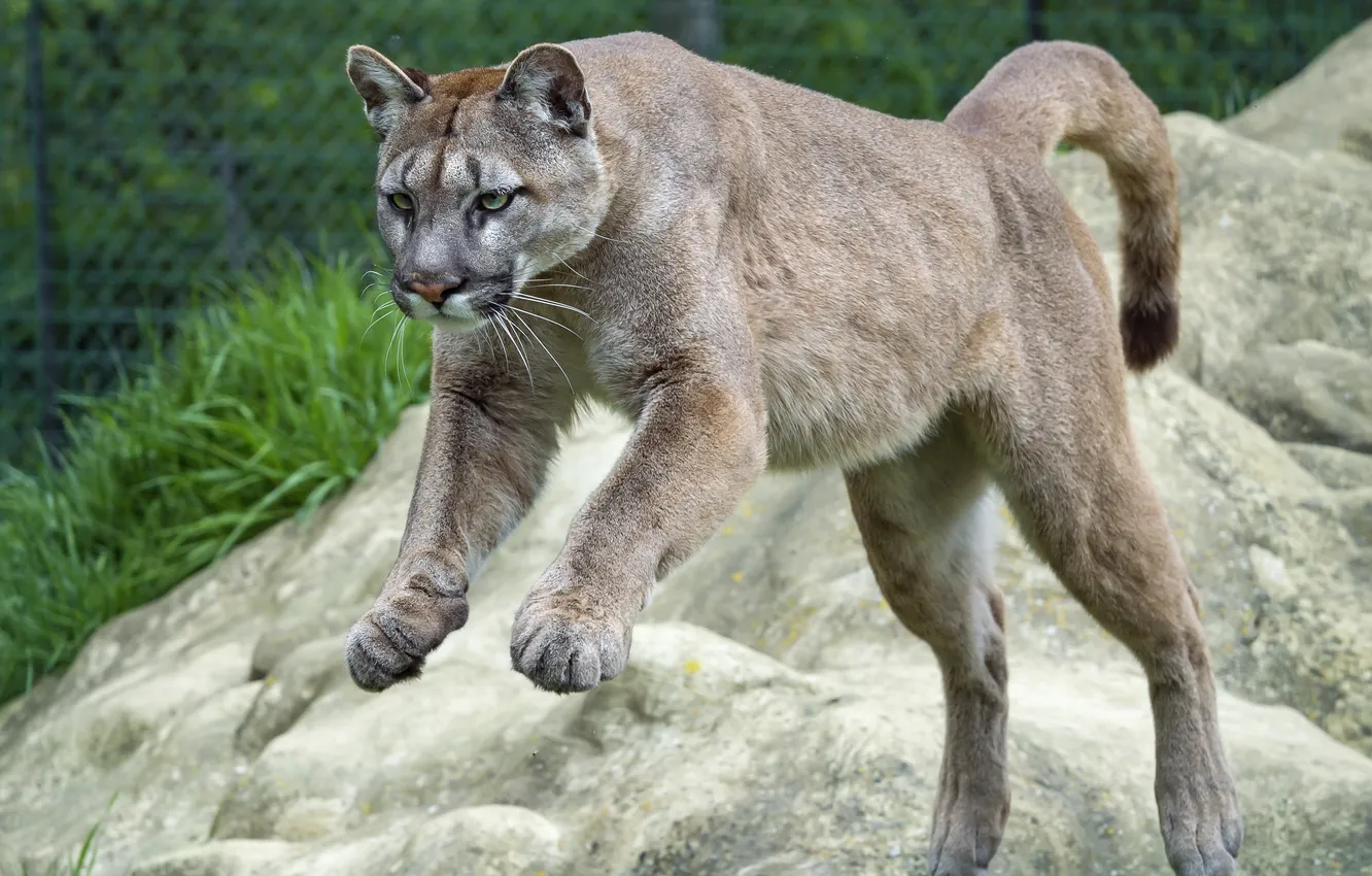 Photo wallpaper cat, jump, Puma, mountain lion, Cougar, ©Tambako The Jaguar