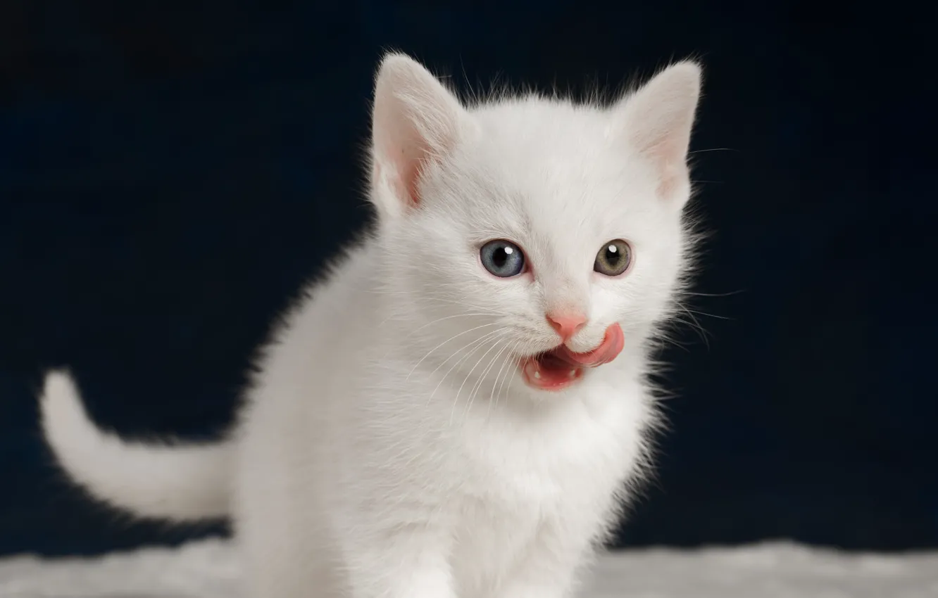 Photo wallpaper kitty, tongue, baby, white kitten