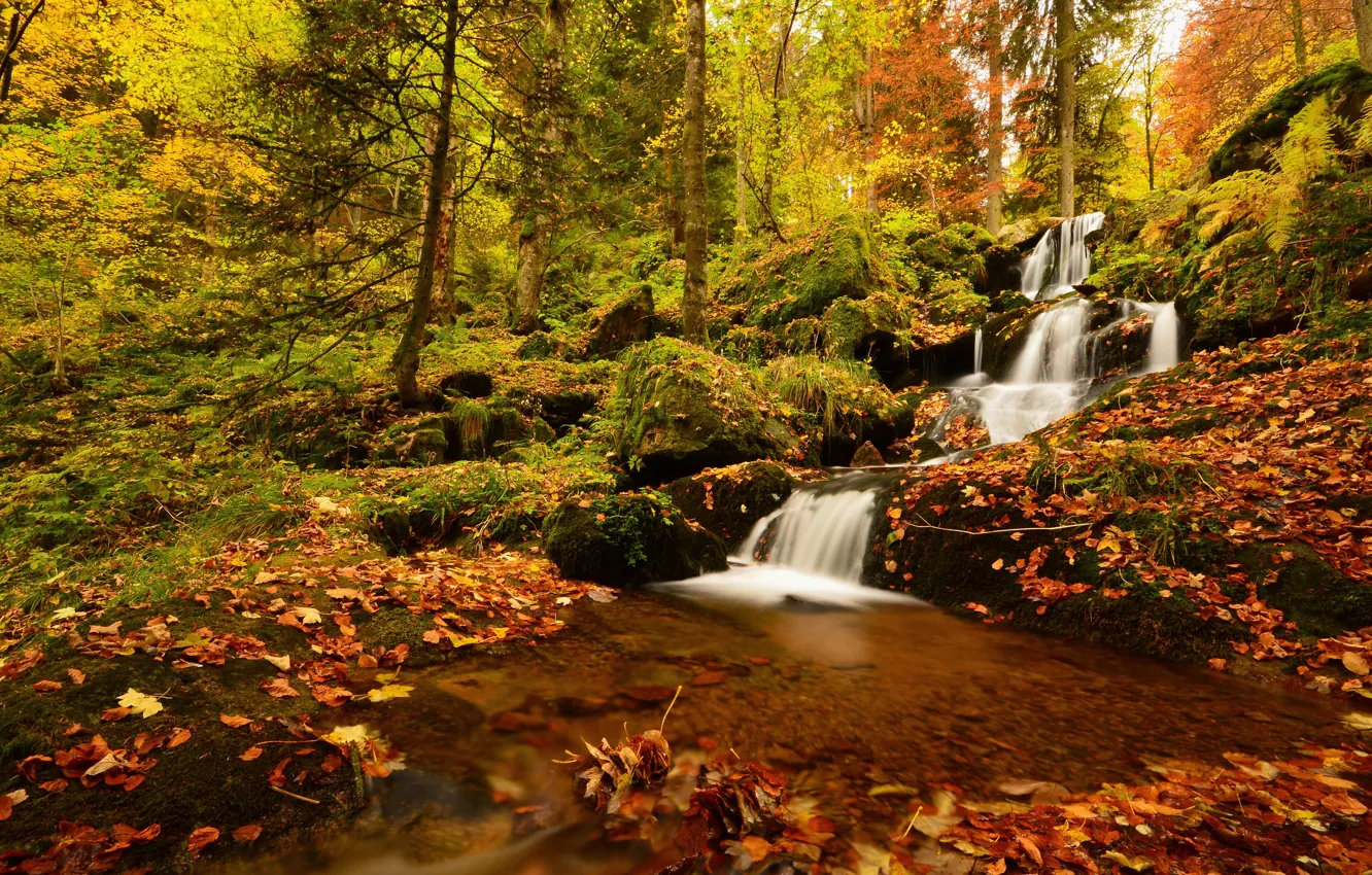 Photo wallpaper autumn, forest, leaves, trees, France, waterfall, cascade, France