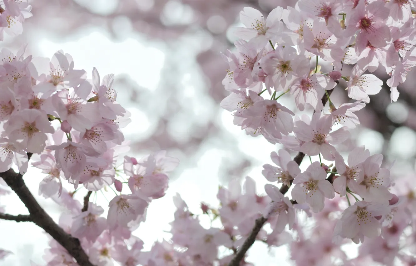 Photo wallpaper the sky, macro, light, trees, flowers, branches, cherry, branch