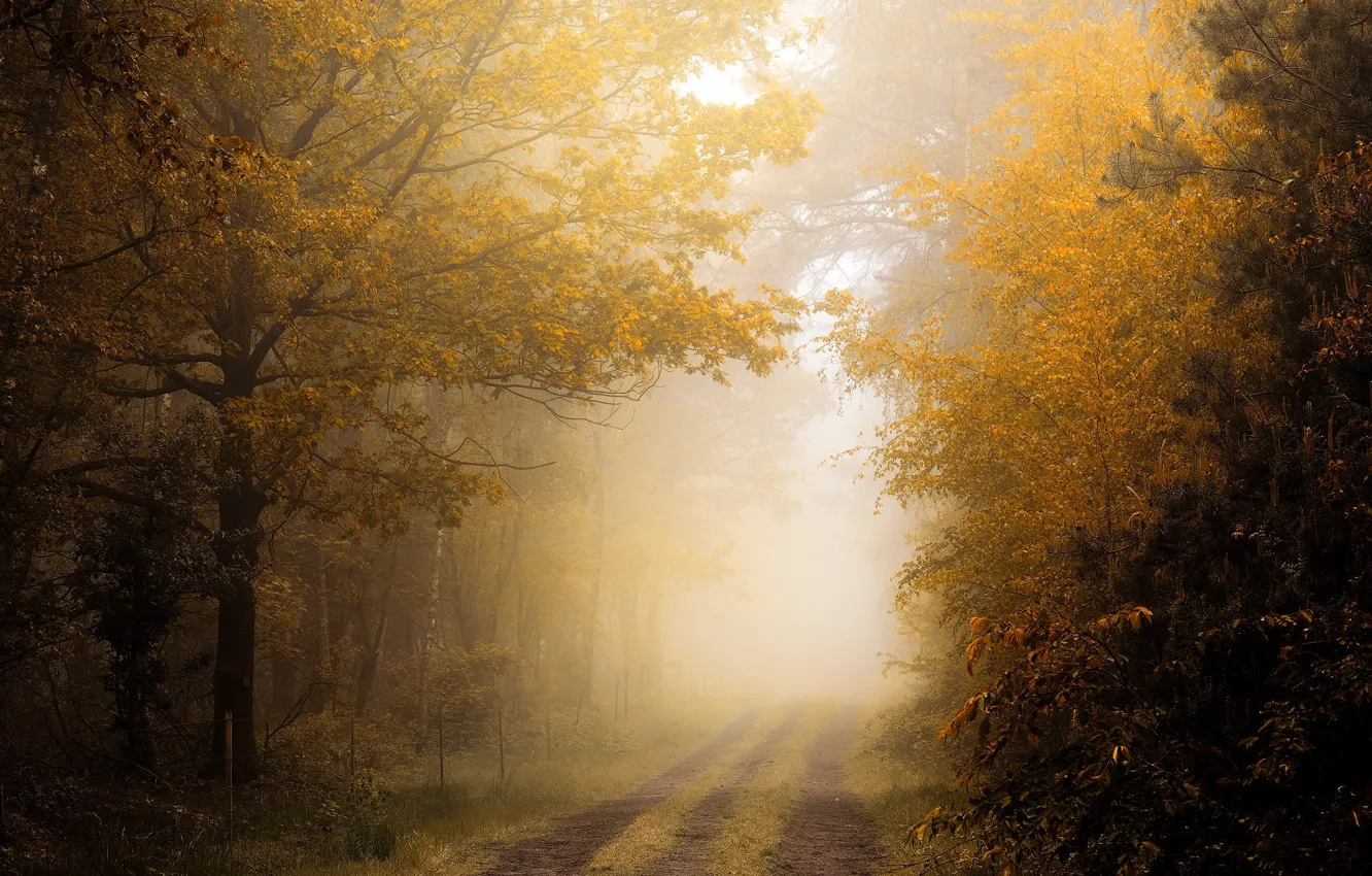 Photo wallpaper road, autumn, fog