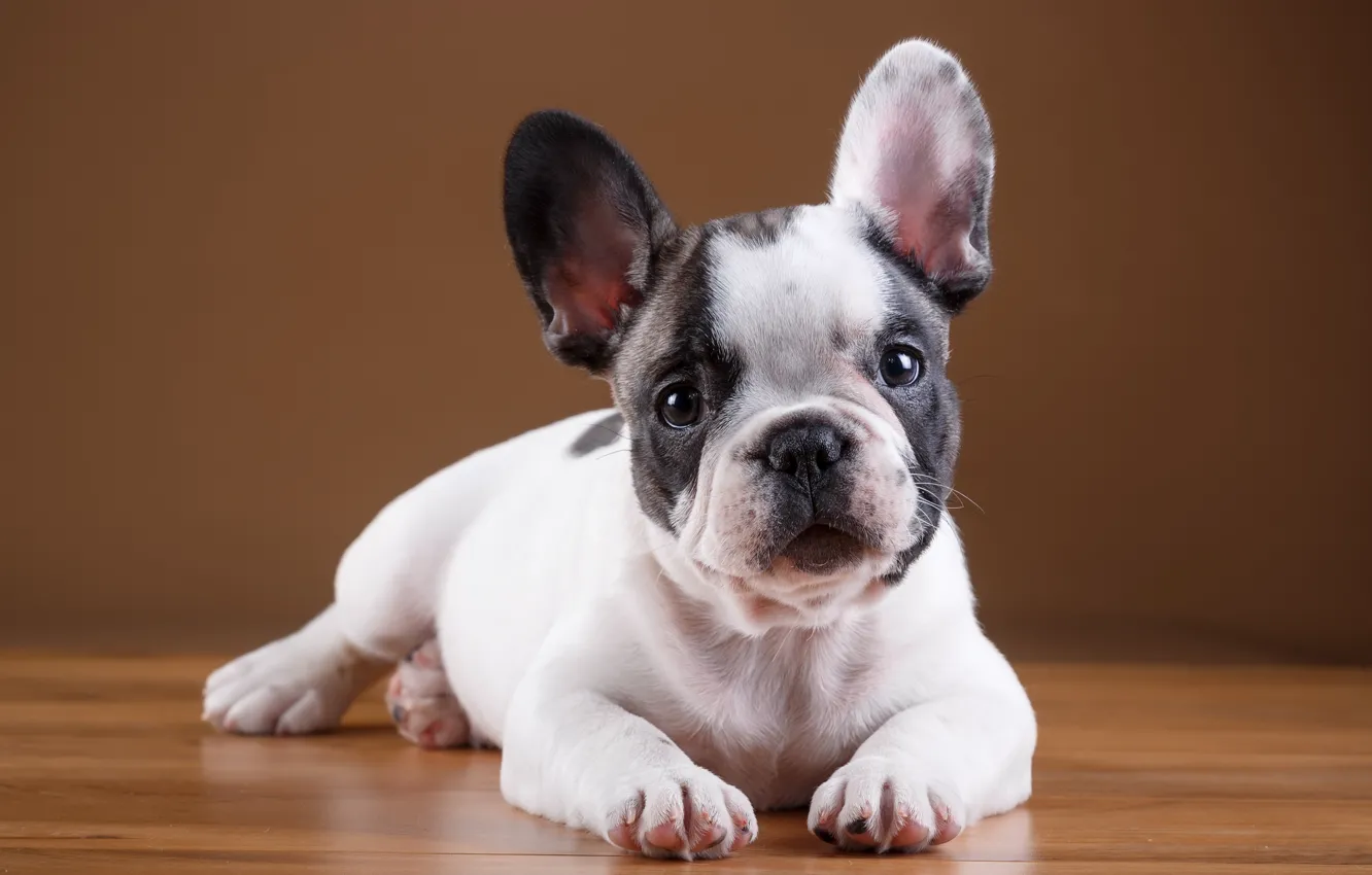 Photo wallpaper puppy, breed, French bulldog