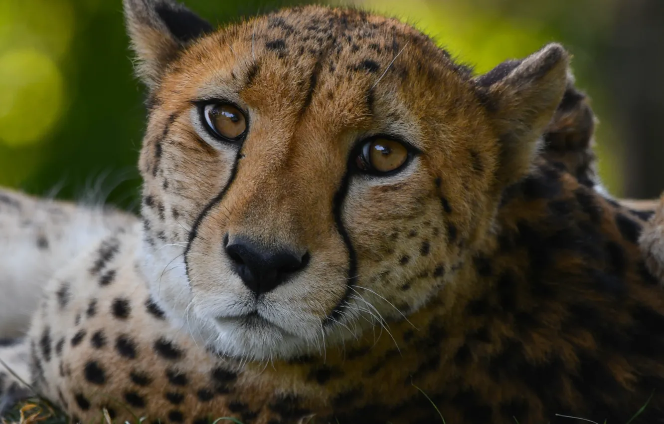 Photo wallpaper look, face, close-up, portrait, Cheetah