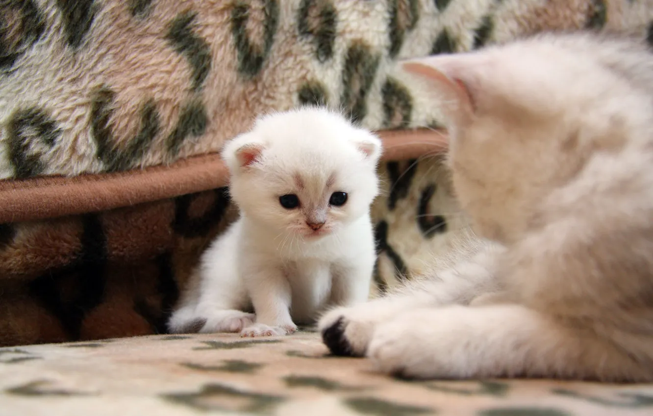 Photo wallpaper cat, cat, kitty, pretty