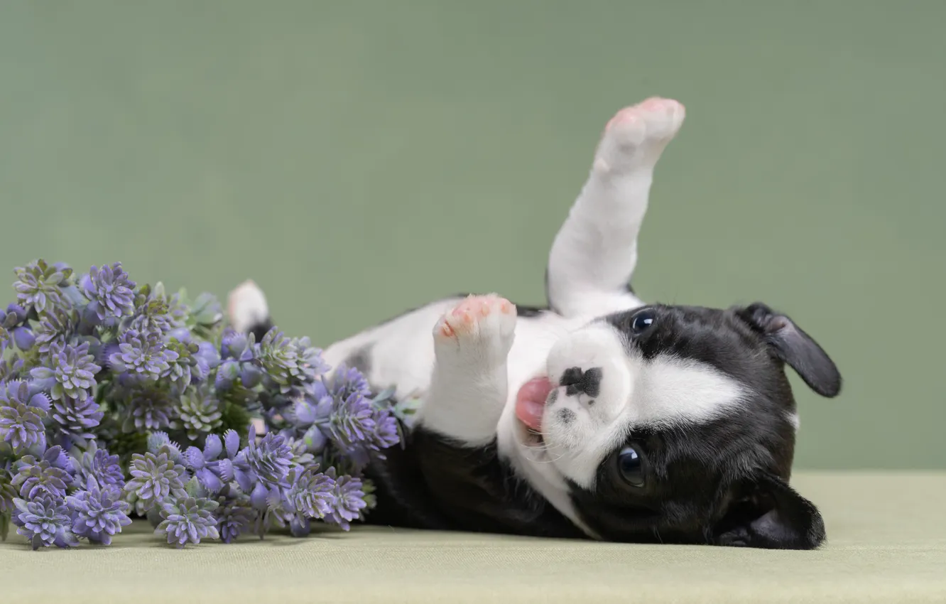 Photo wallpaper flowers, background, legs, dog, baby, puppy, face, Irina Kovaleva