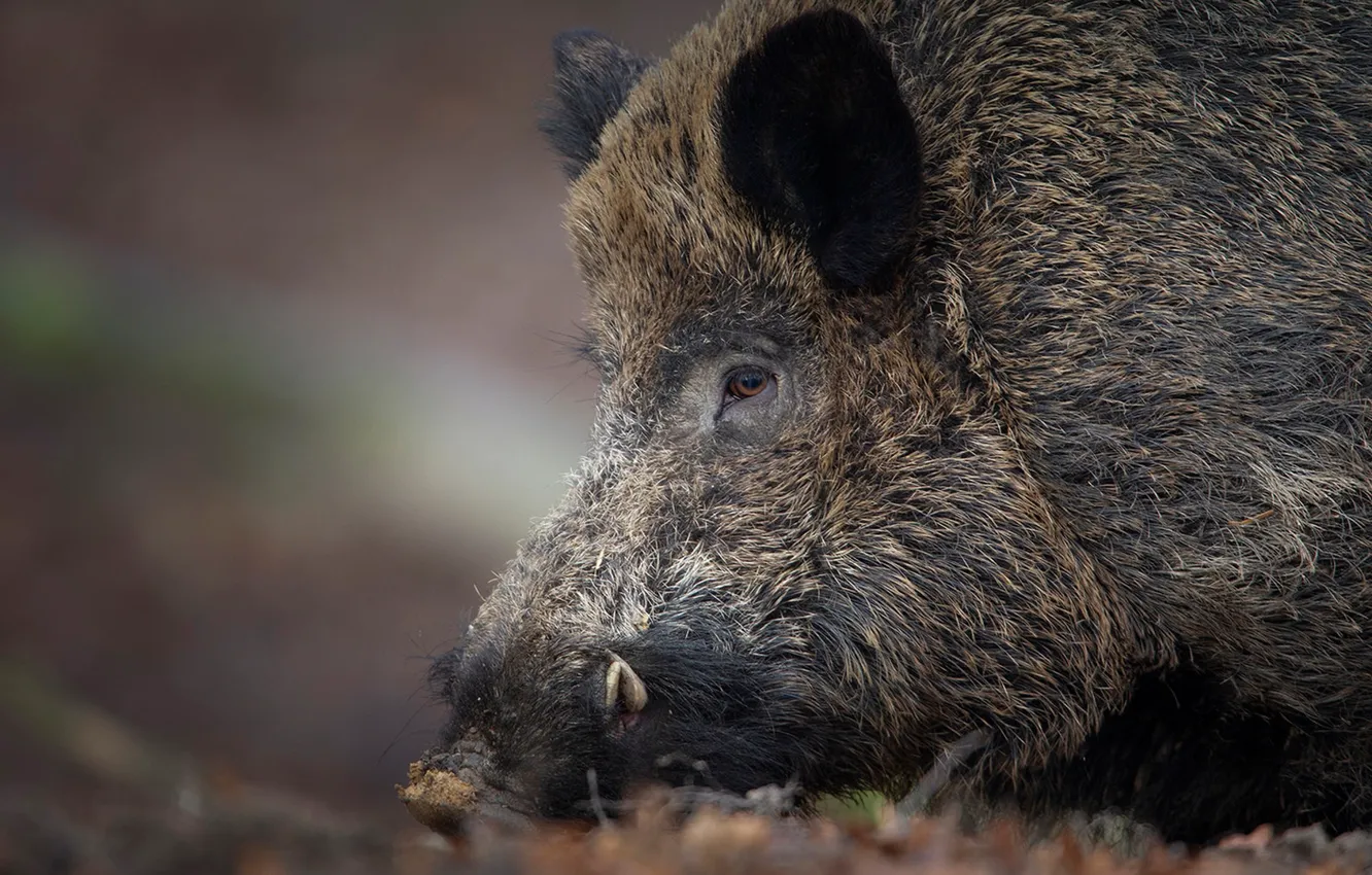 Photo wallpaper face, boar, wild pig