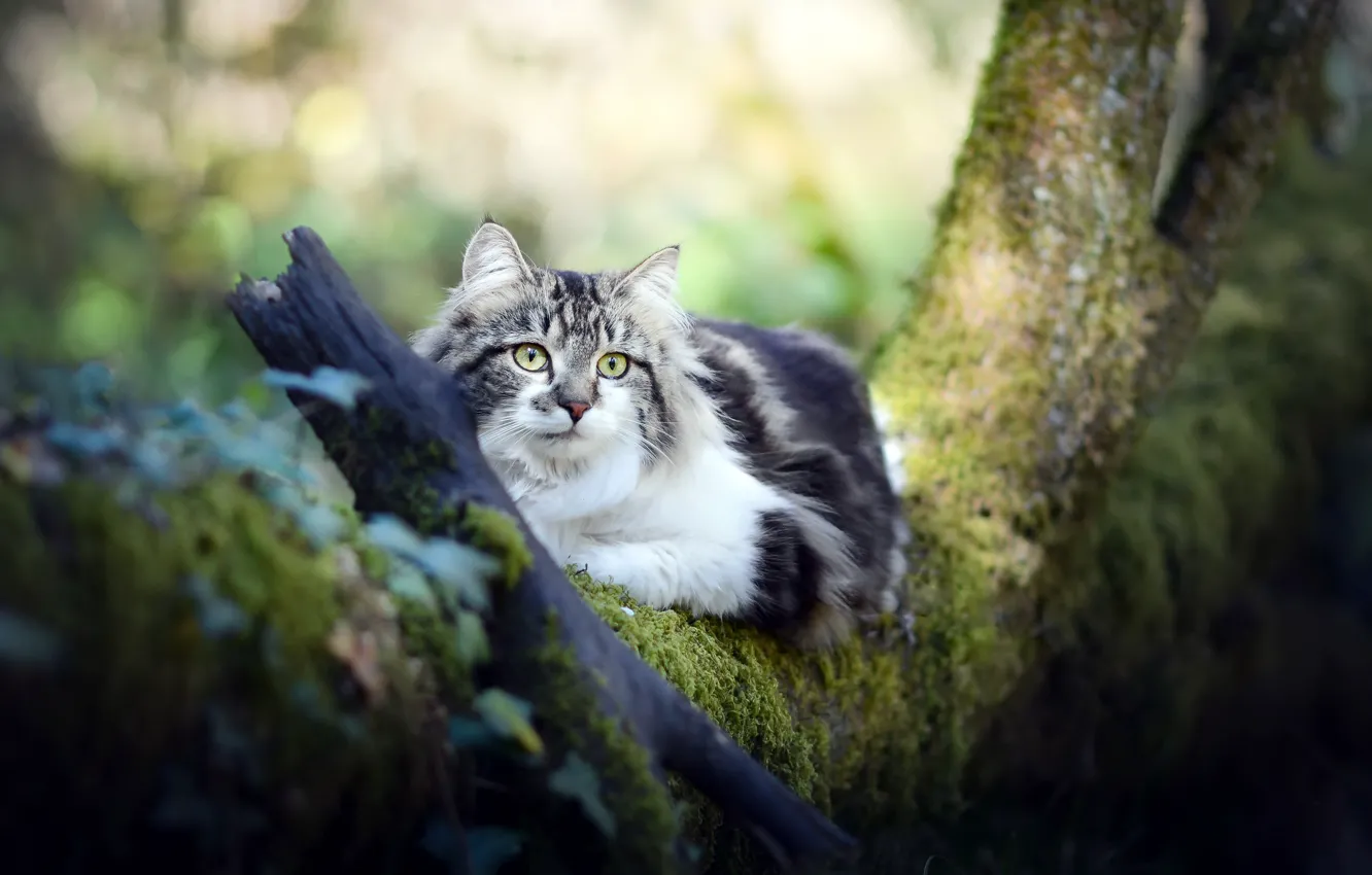 Photo wallpaper cat, nature, tree
