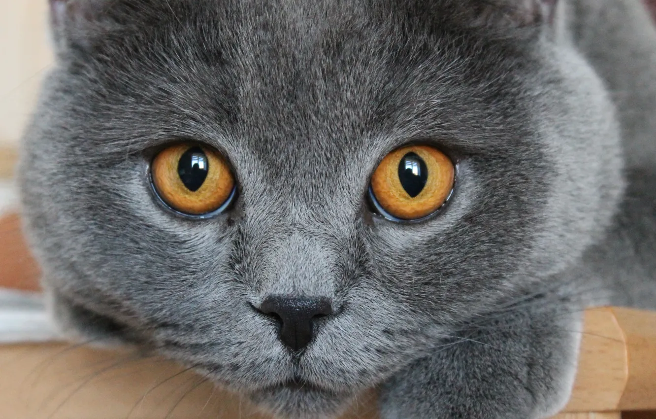 Photo wallpaper eyes, cat, macro