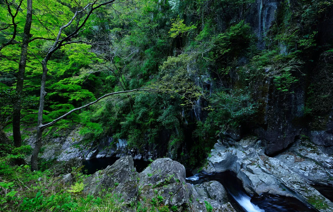 Photo wallpaper greens, forest, trees, stream, stones, rocks