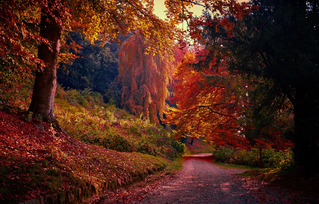 Photo wallpaper autumn, forest, leaves, trees, Park, forest, landscape, park