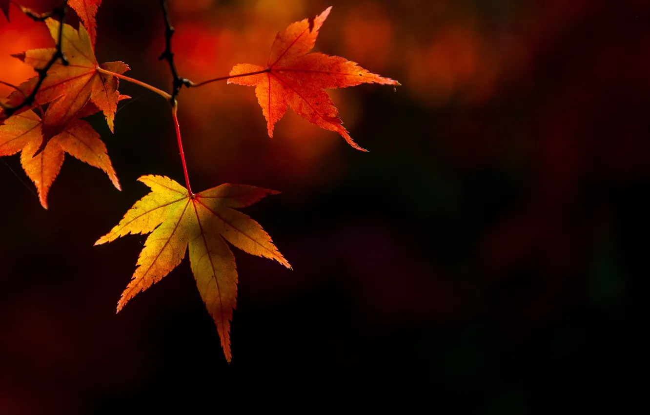 Photo wallpaper autumn, leaves, colorful, maple, autumn, leaves, autumn, maple