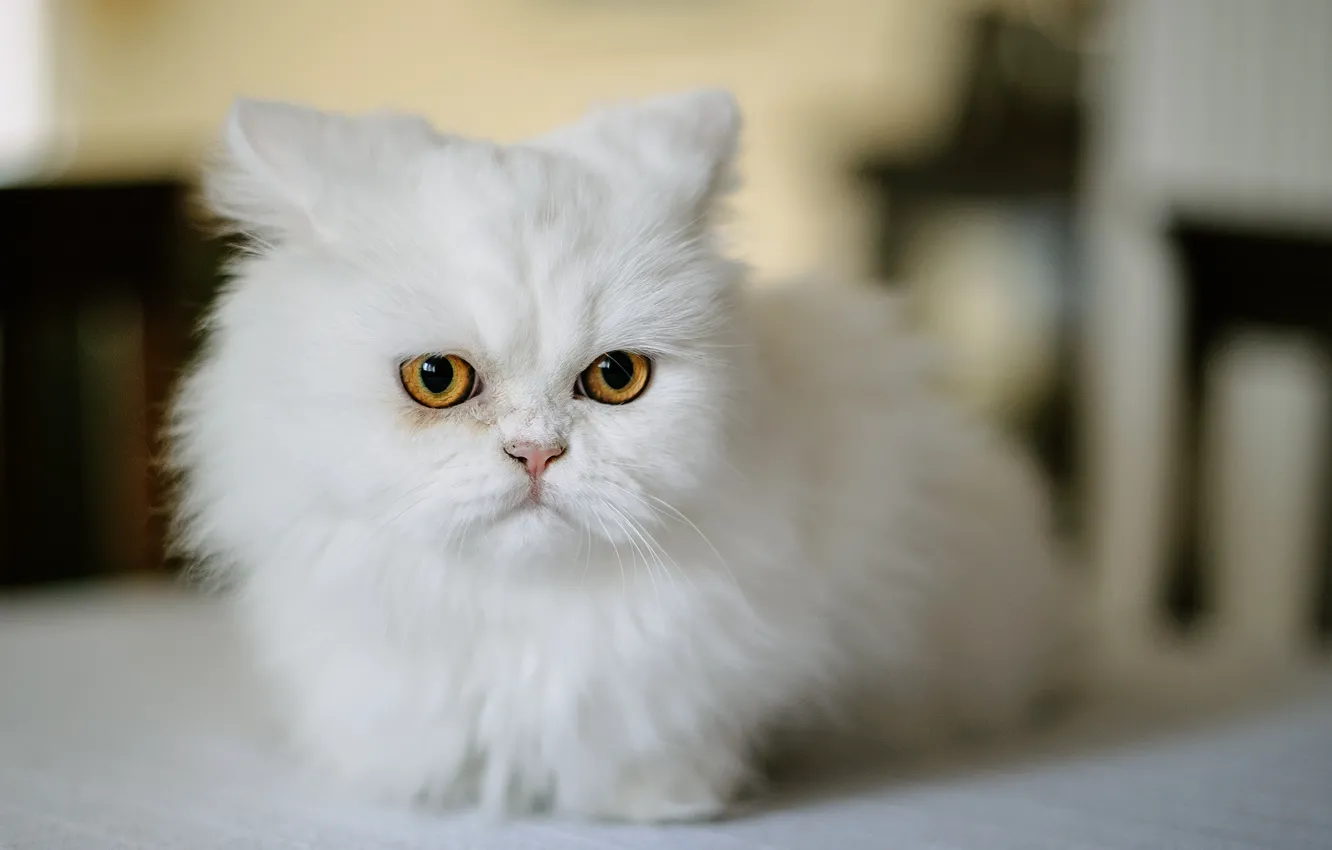Photo wallpaper cat, look, muzzle, white, Persian cat