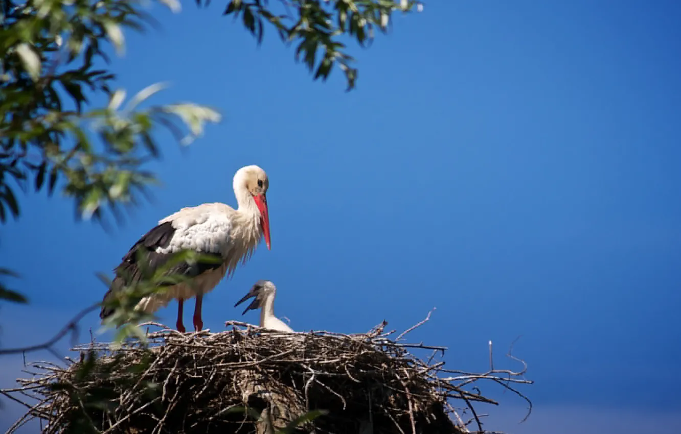 Photo wallpaper nature, bird, socket, stork