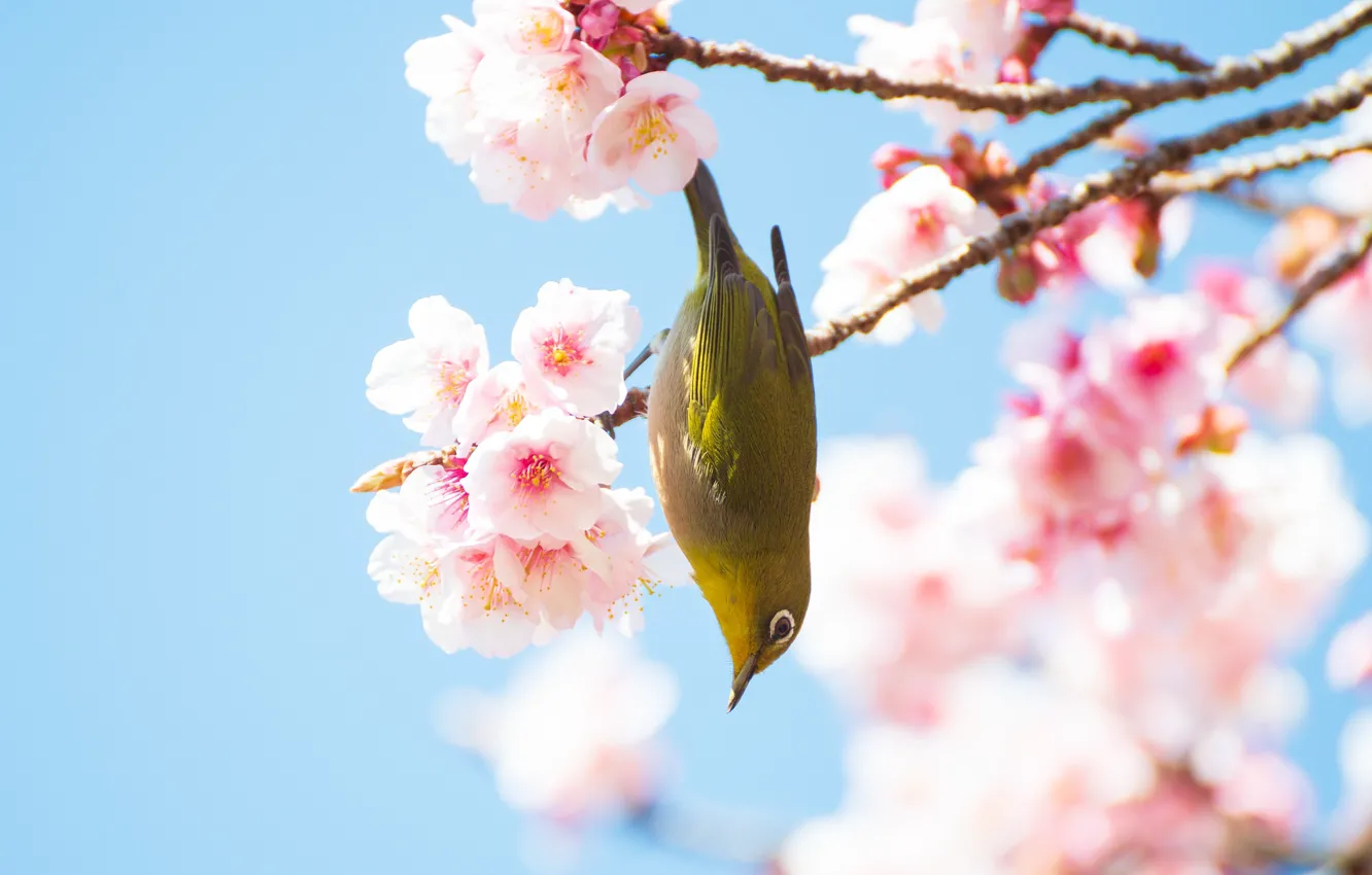 Photo wallpaper flowers, branches, bird, spring, flowering, blue background, Japanese white-eye