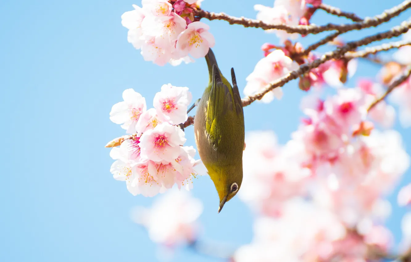 Photo wallpaper flowers, bird, branch, spring, flowering, blue background, Japanese white-eye