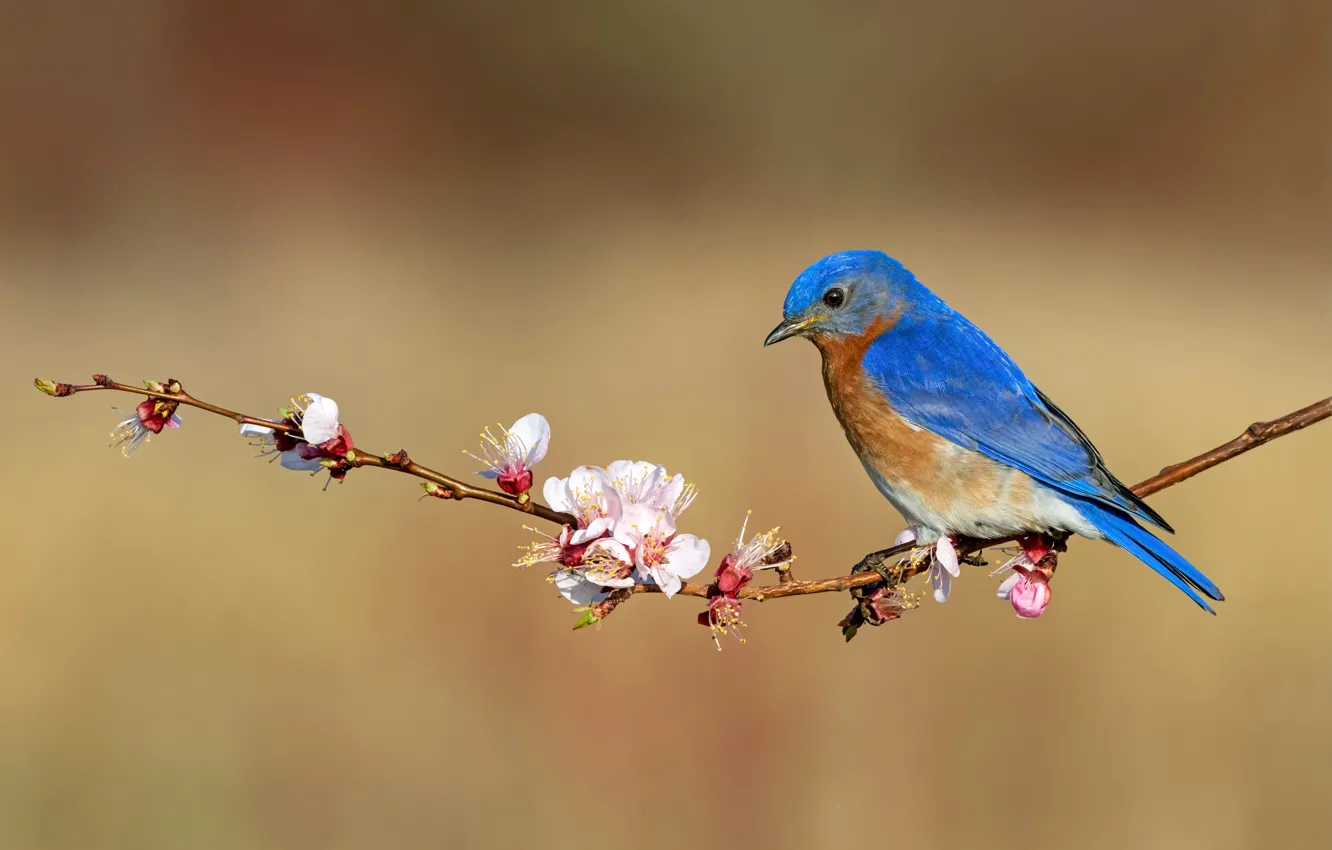 Photo wallpaper flowers, branches, background, blue, bird, spring, flowering, East sialia