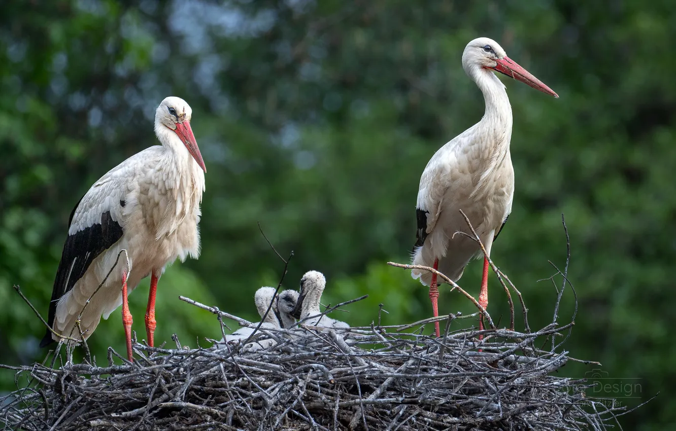 Photo wallpaper bird, socket, stork