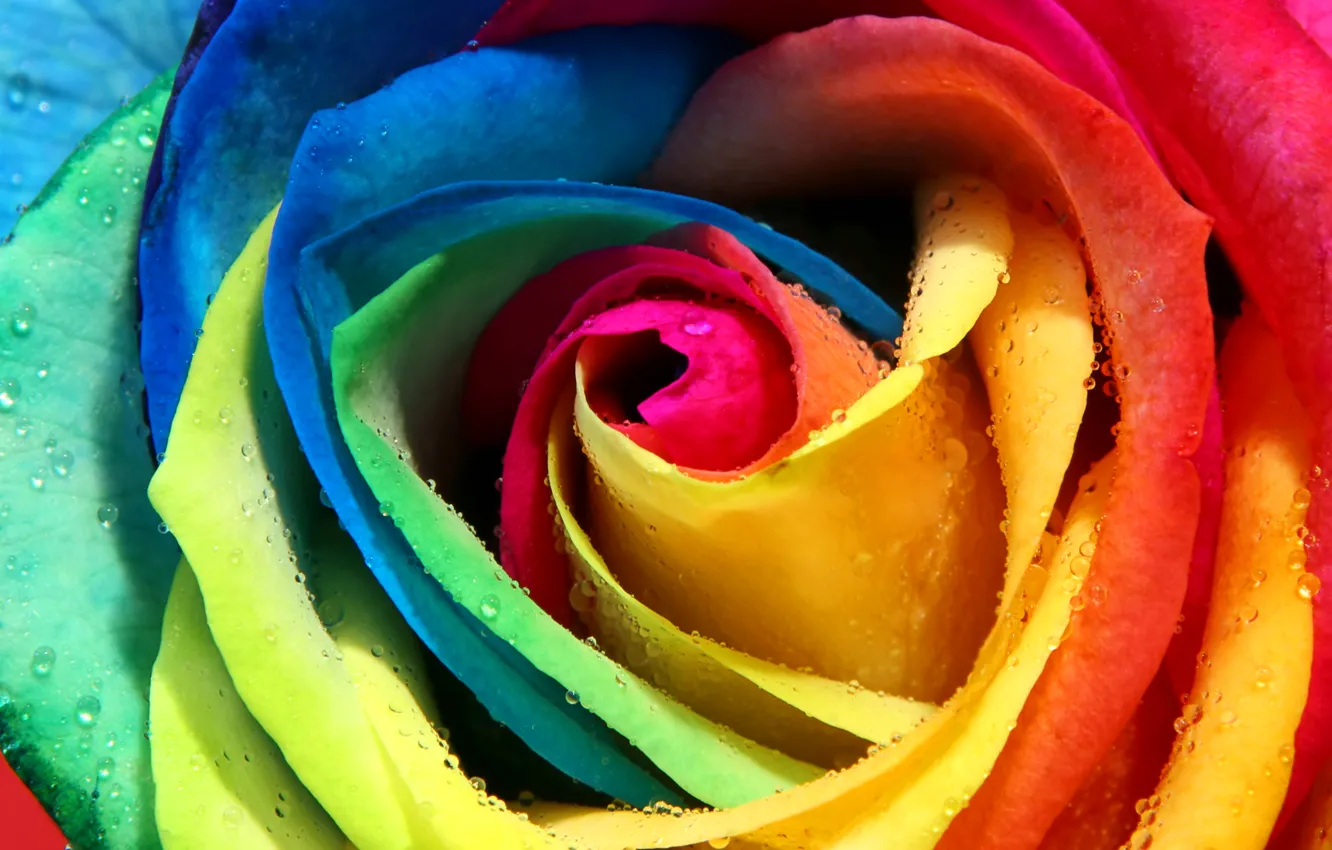 Photo wallpaper Rosa, rose, petals, Bud, colorful, rainbow