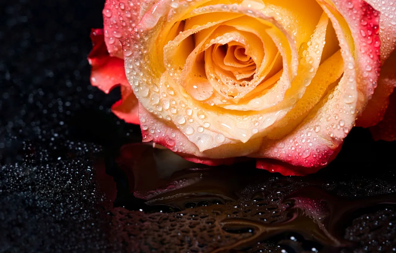 Photo wallpaper flower, drops, flowers, nature, rose, roses, black background
