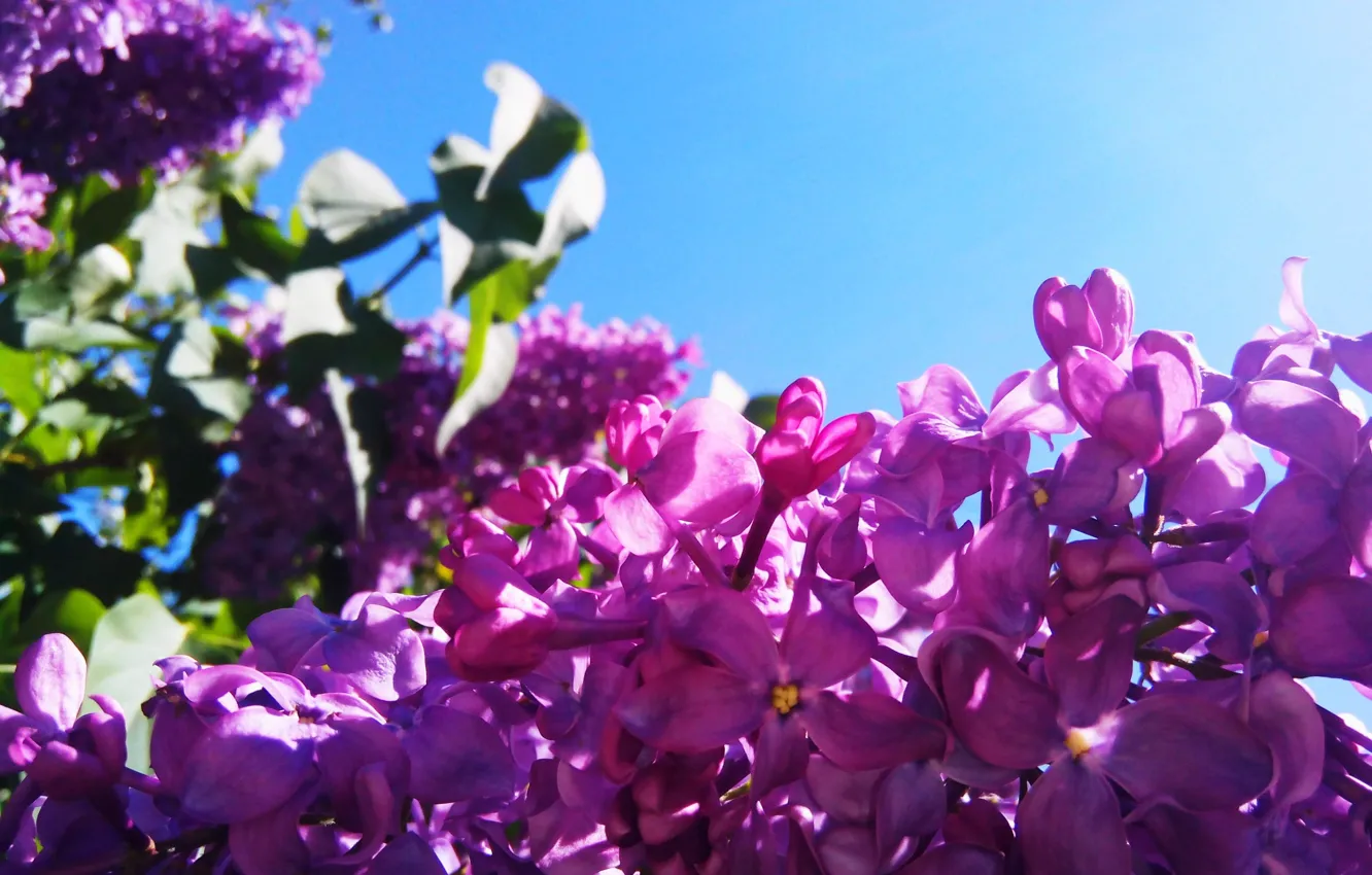 Photo wallpaper summer, the sky, the sun, macro, lilac