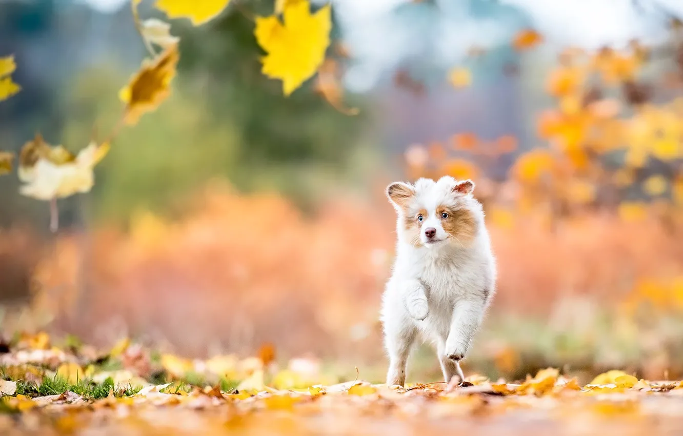 Photo wallpaper autumn, look, leaves, nature, dog, baby, running, puppy